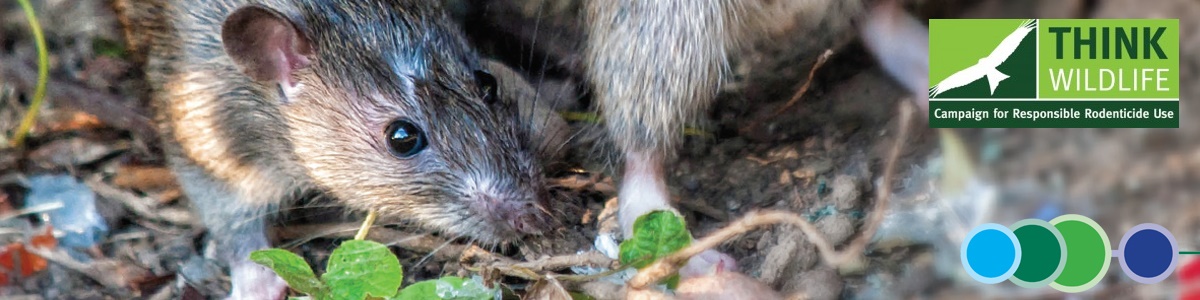 Using Rodenticide Safely banner